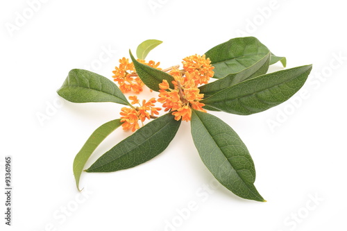 Fototapeta Naklejka Na Ścianę i Meble -  ｷﾝﾓｸｾｲの香り