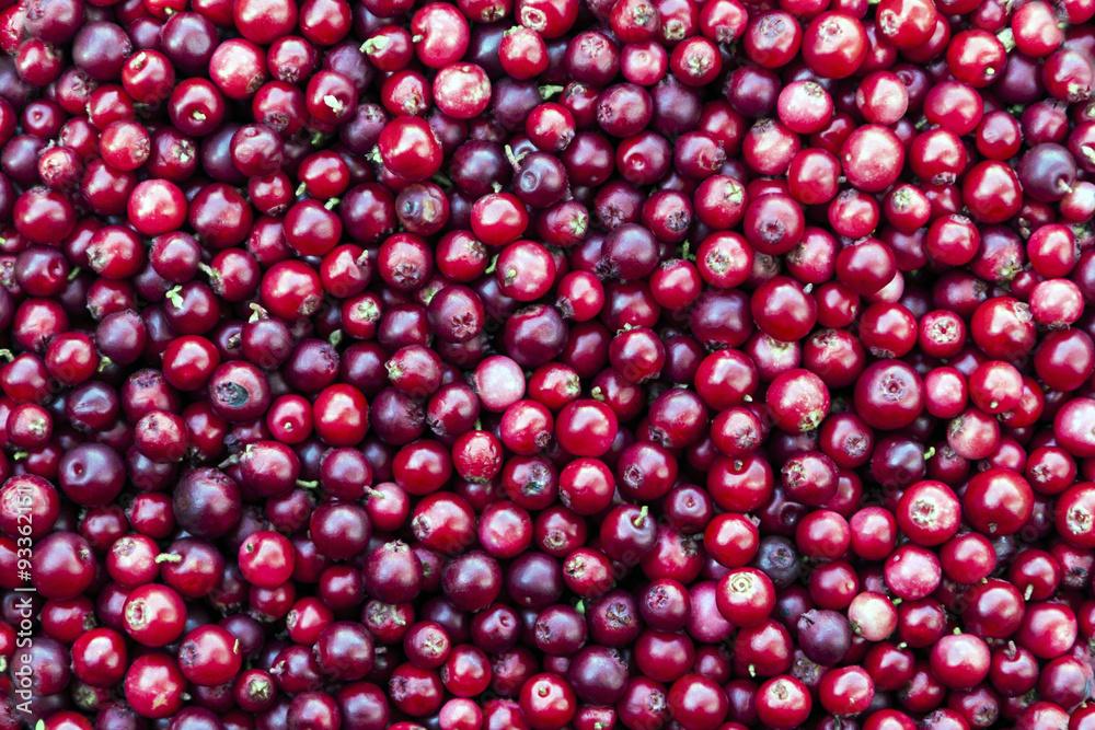 Red lingonberry background Red lingonberry background