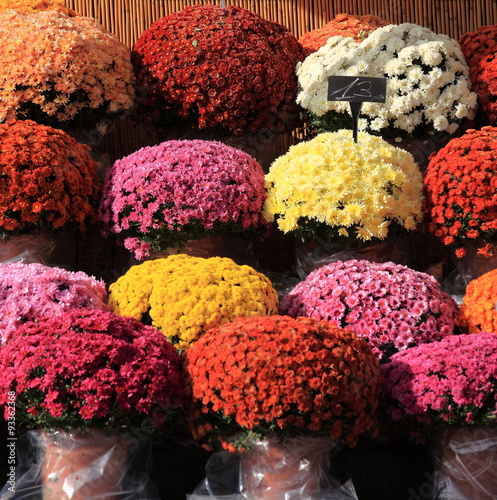 Photography vente pots de chrysanthèmes pour la fête de la Toussaint