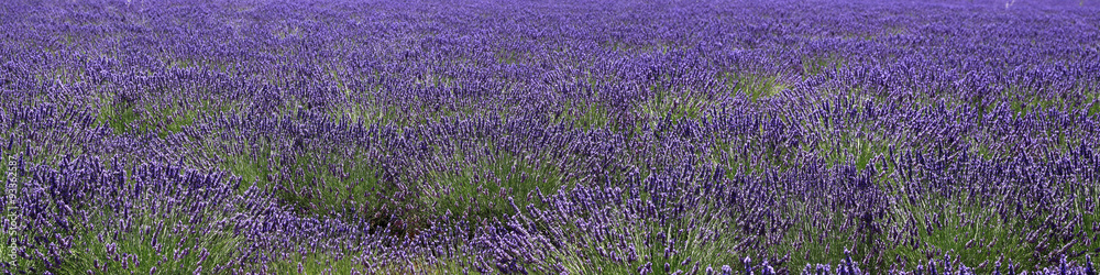 Fototapeta premium panoramiczna lawenda