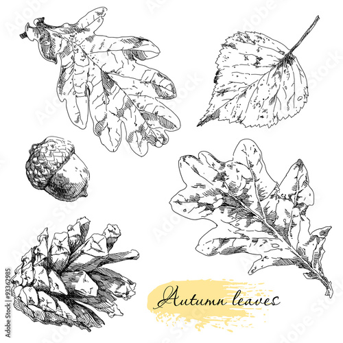 Vintage highly detailed hand drawn leaves.