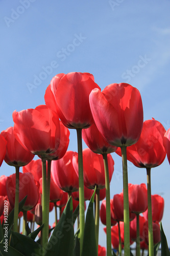 Pink tulips