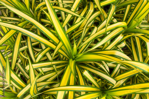 spider plant photo