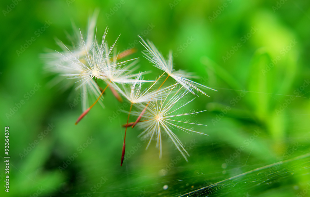 Obraz premium Dandelion seeds