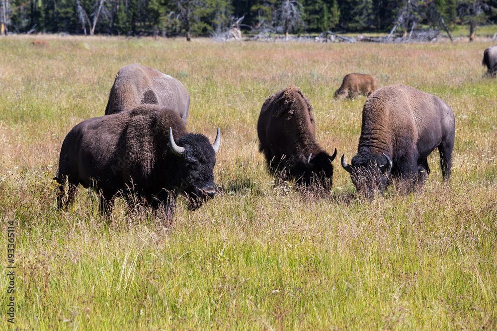 Bisons in Yellowstone National Park, Wyoming, USA Bisons in Yellowstone National Park, Wyoming, USA