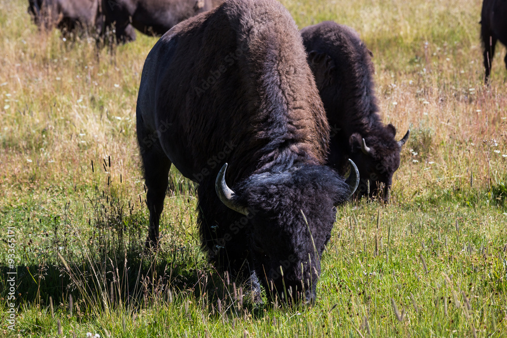 Bisons in Yellowstone National Park, Wyoming, USA