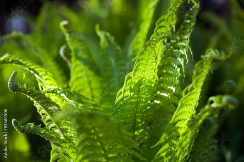 green fern leaves