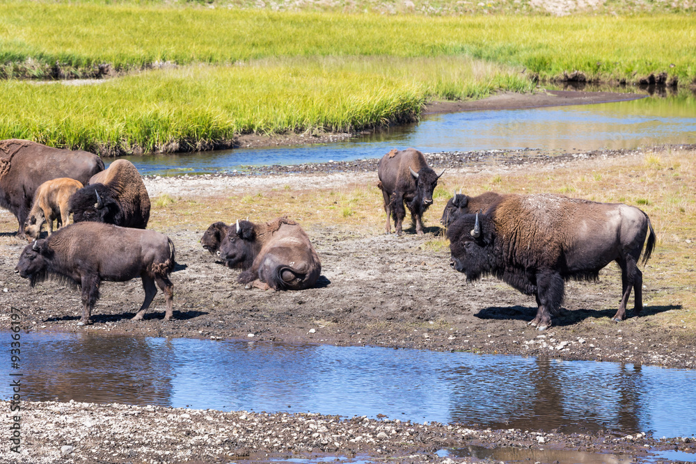 Bisons in Yellowstone National Park, Wyoming, USA Bisons in Yellowstone National Park, Wyoming, USA