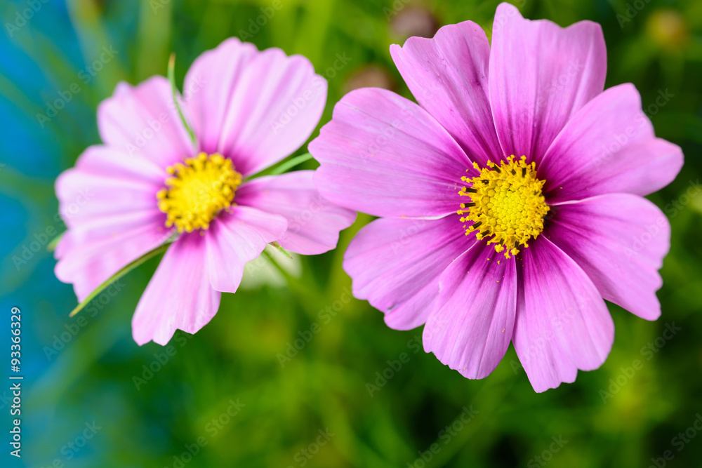 Obraz premium コスモス