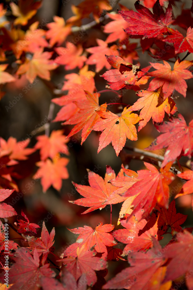 紅葉 紅葉
