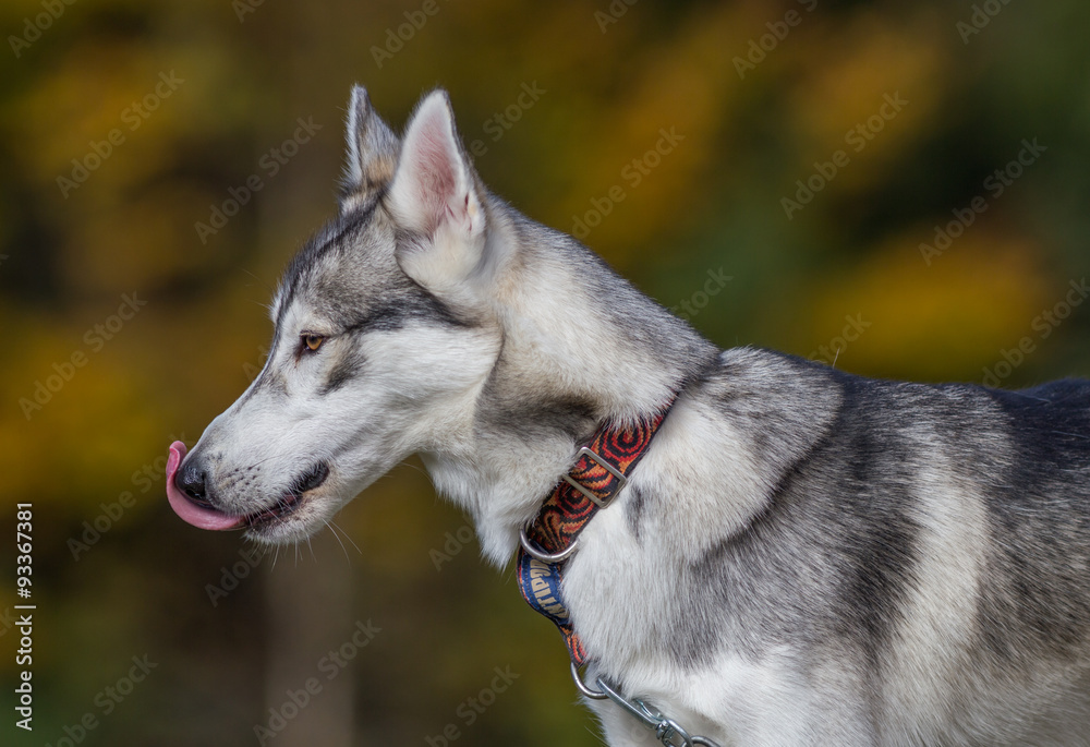 Obraz premium Chiens huskys