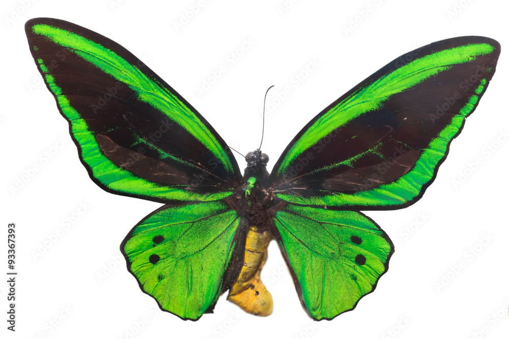 The beautiful green butterfly isolated on white background
The beautiful green butterfly isolated on white background