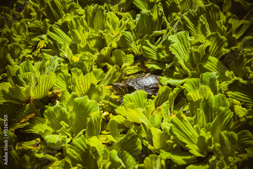 Japanese turtle peeking from leaves 