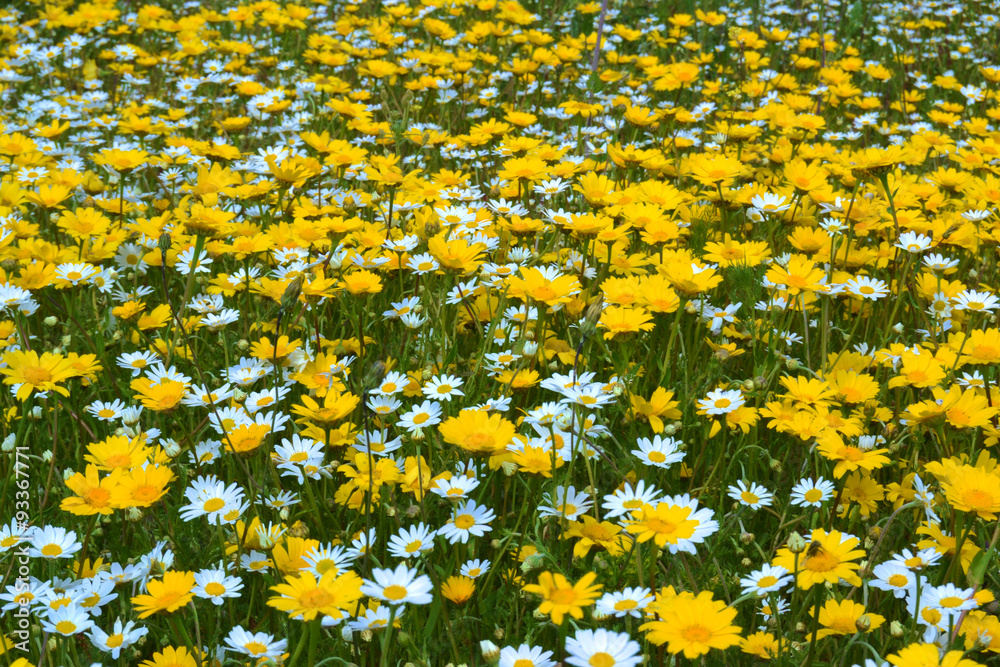 Campo con margherite gialle e bianche Stock Photo | Adobe Stock