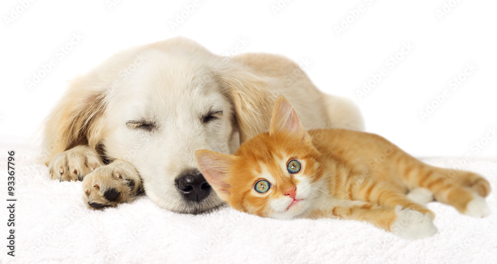 Obraz premium Puppy and kitten