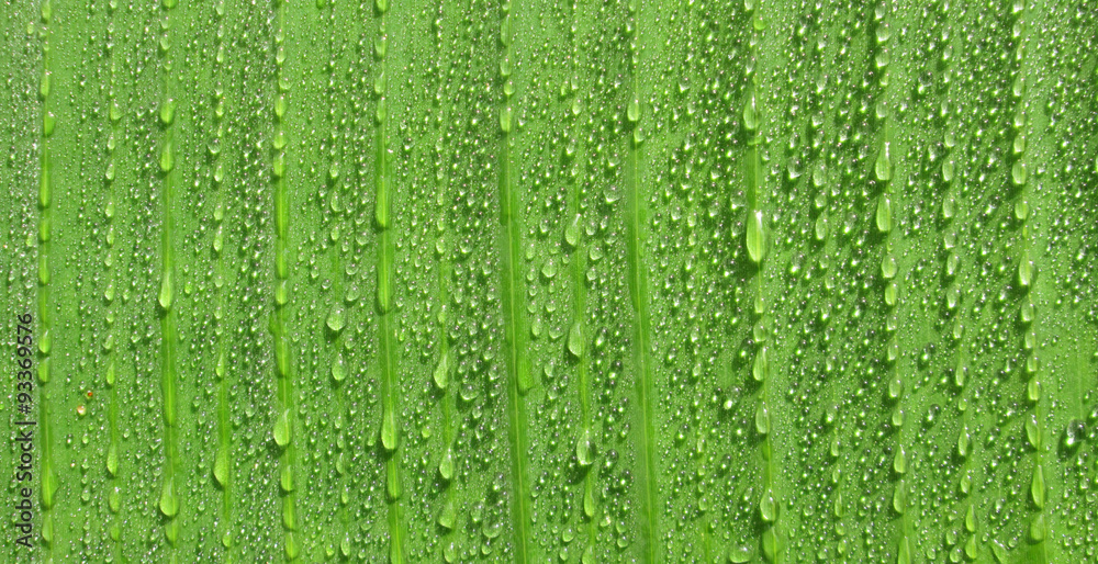 closeup water drop on green fresh banana leaf closeup water drop on green fresh banana leaf