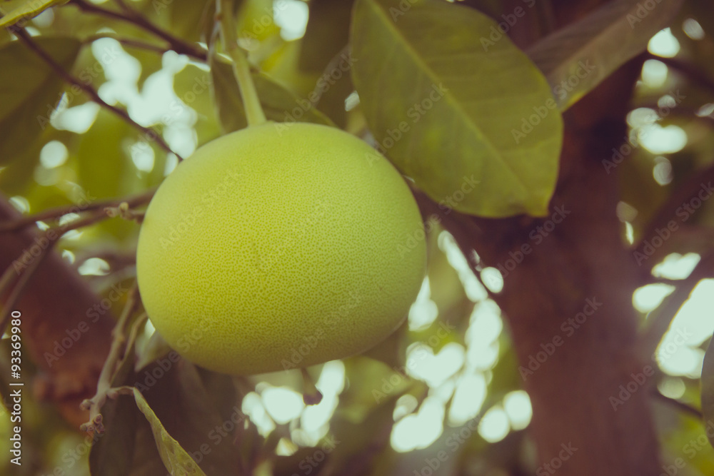 Pomelo fruit on the tree in garden, selective focus, vitage look
