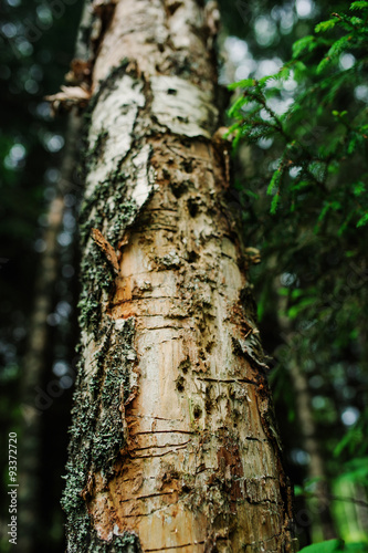 woodpecker holes in old birch tree in summer forest