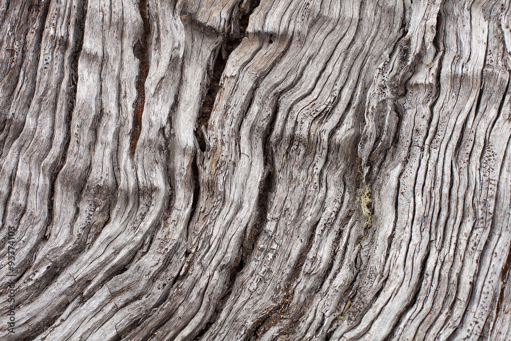Timber Texture Timber Texture