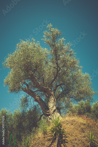 big olive tree