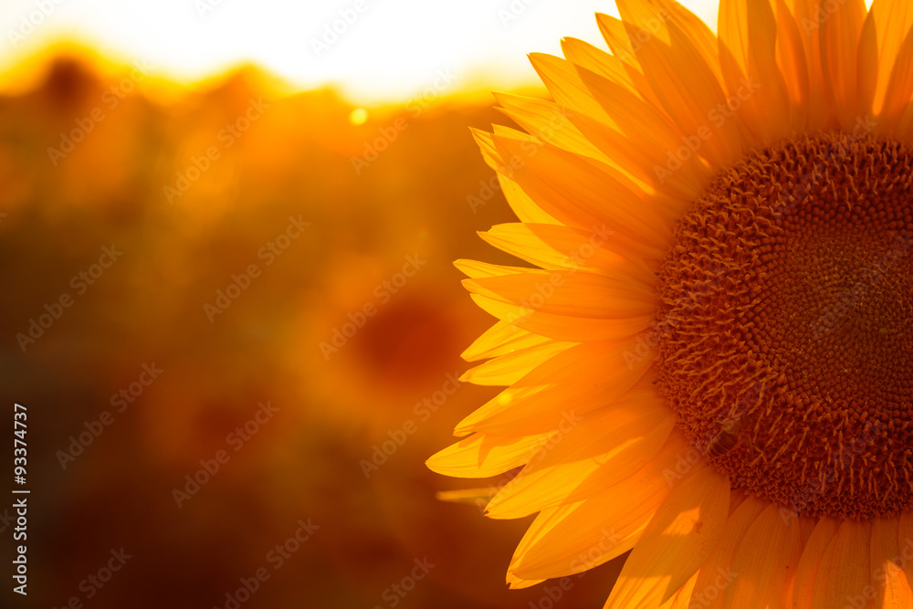 Naklejka premium sunflower