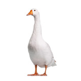 Domestic goose