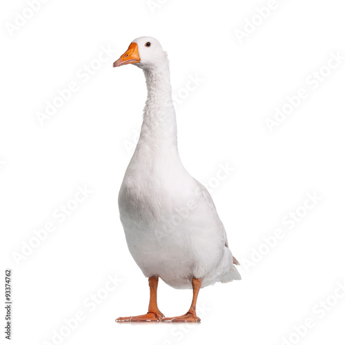 Fotografia, Obraz Domestic goose