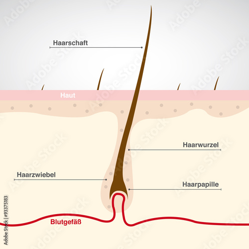 Aufbau Haare