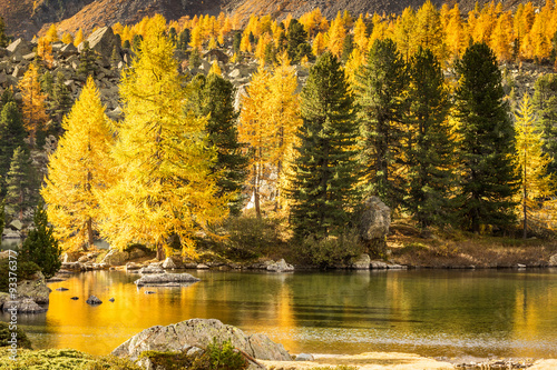 Fototapeta Naklejka Na Ścianę i Meble -  laghetto alpino con larici in autunno