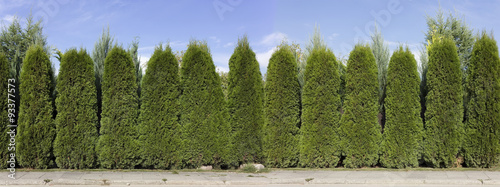 hedge from green thuja trees