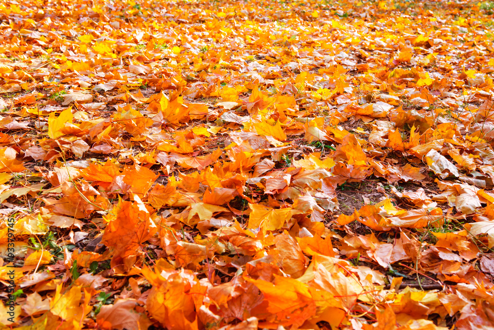 Orange leaves in autumn park