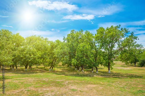 Green park with trees and blue sky