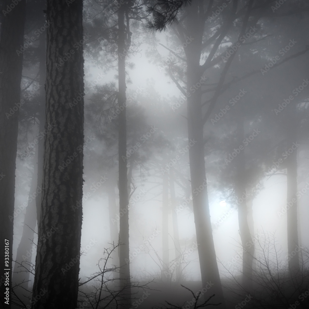 Fototapeta premium Misty forest