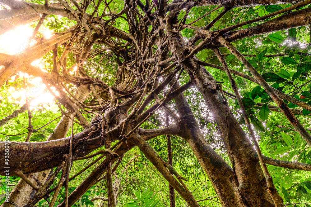 Spiral circuitous tree in national park forest. Spiral circuitous tree in national park forest.