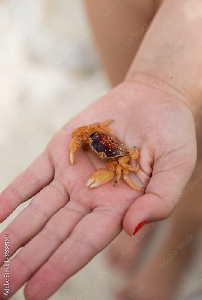 Child's hand holding out a crab found at the beach