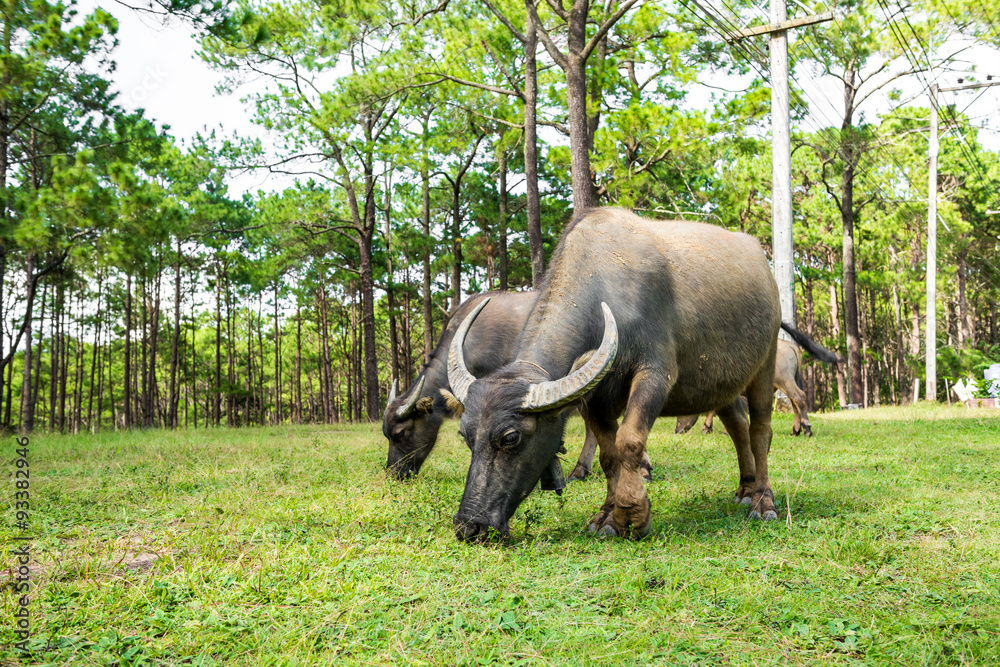 buffalo in natural field, Thailand