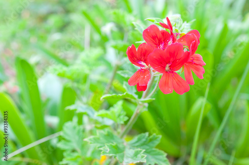 Fototapeta Naklejka Na Ścianę i Meble -  fleurs du géranium rosat, île de la Réunion 
