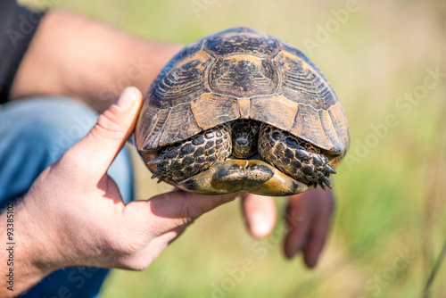 Land tortoise - testudo graeca