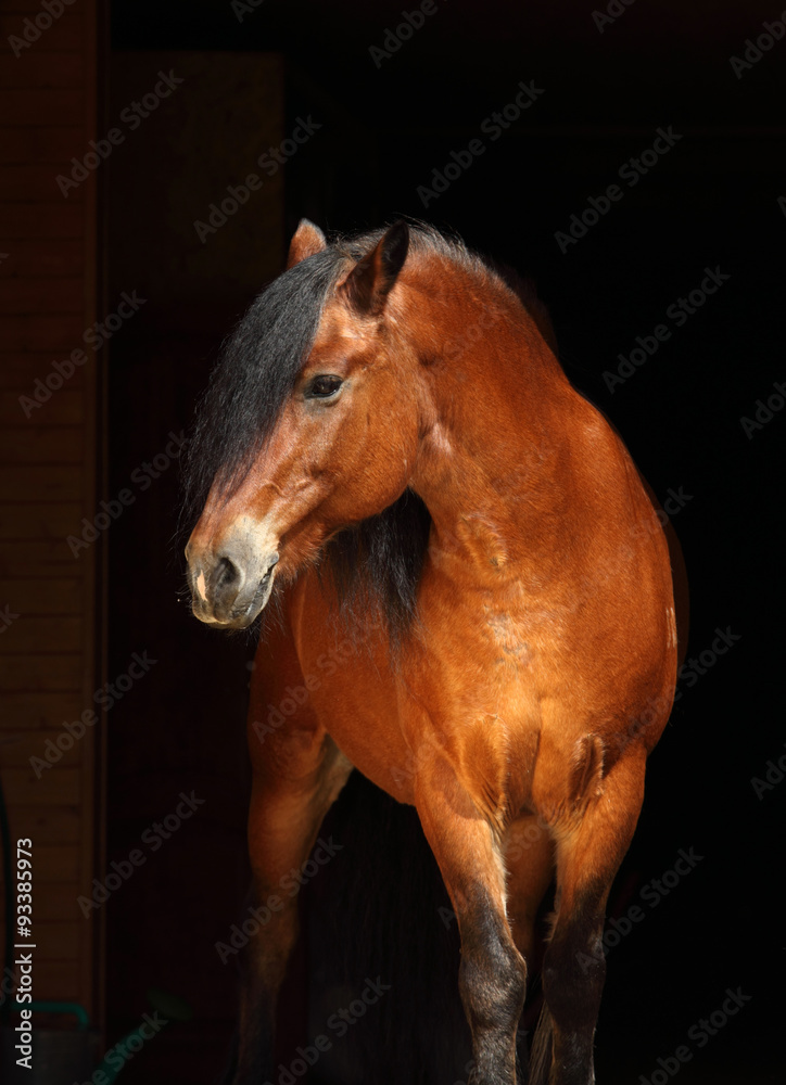 Fototapeta premium Amazing bay draft horse on dark background 