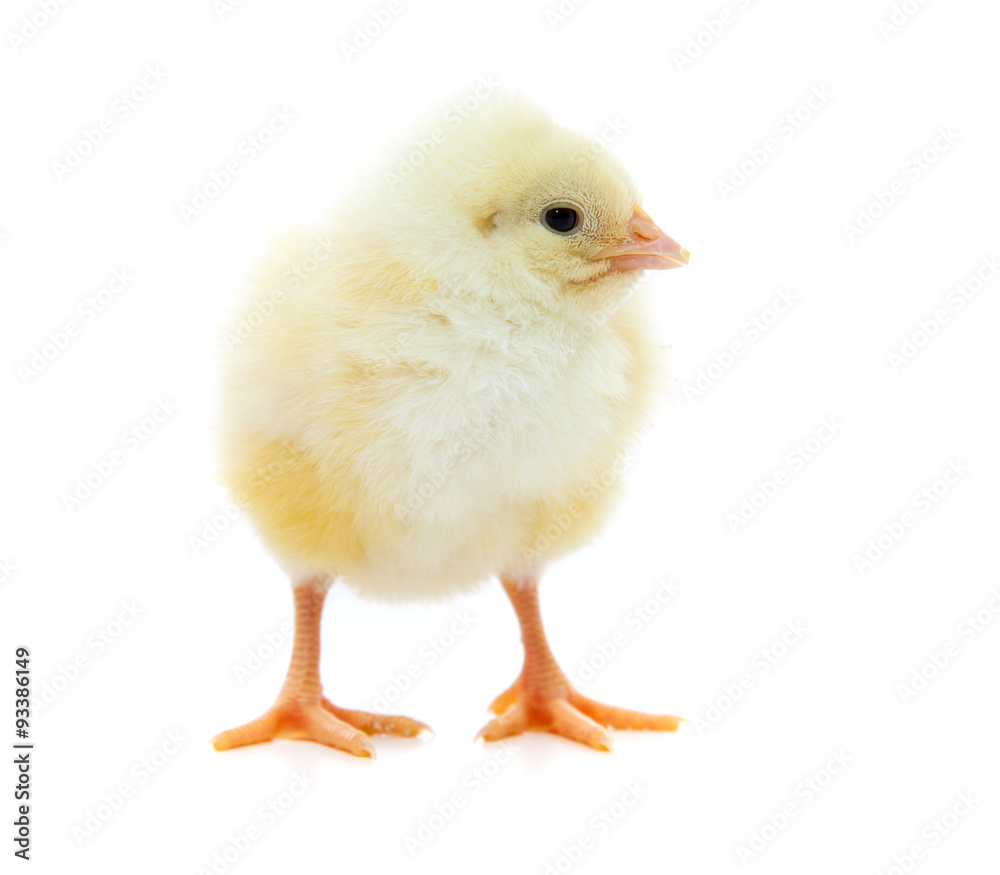 Cute little chick. All on white background. Cute little chick. All on white background.