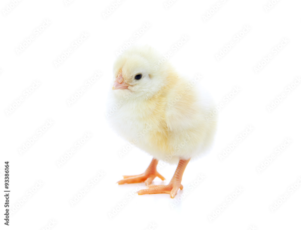 Obraz premium Cute little chick. All on white background.