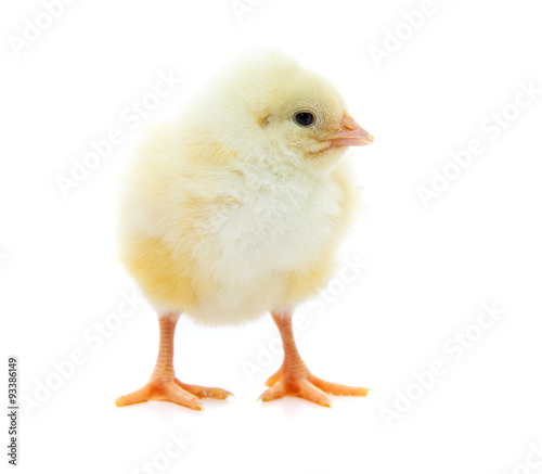 Cute little chick. All on white background.