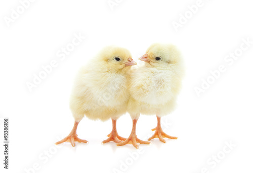 Two cute little chick. All on white background.