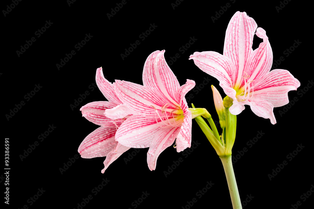 Fototapeta premium closeup amaryllis flower and water drop