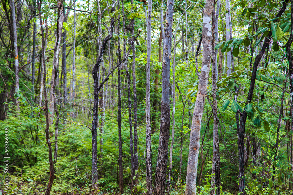 Obraz premium Tropical dense forest