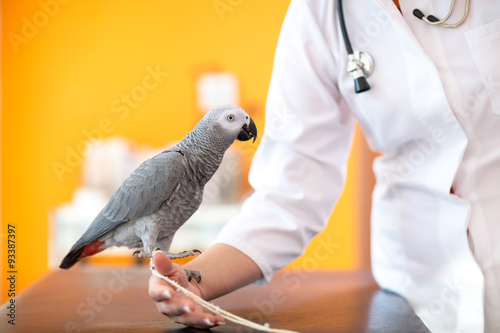 Fototapeta Naklejka Na Ścianę i Meble -  African grey parrot at vet clinic
