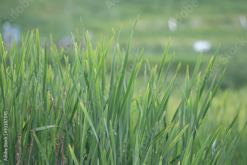 texture of fresh green grass