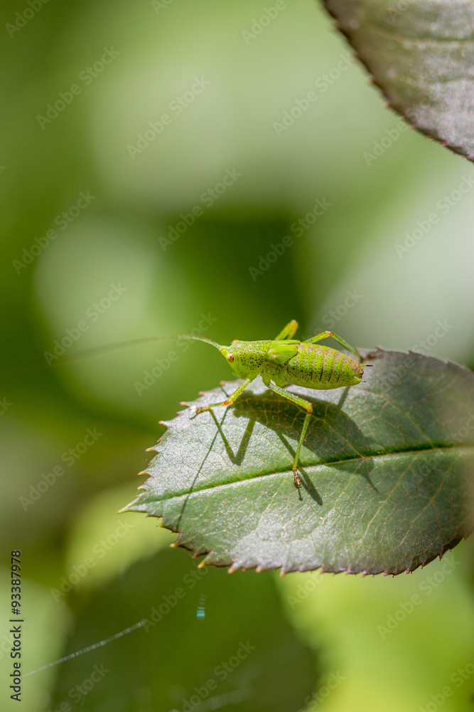Sauterelle cymbalière ou sauterelle verte sur Rosier Sauterelle cymbalière ou sauterelle verte sur Rosier