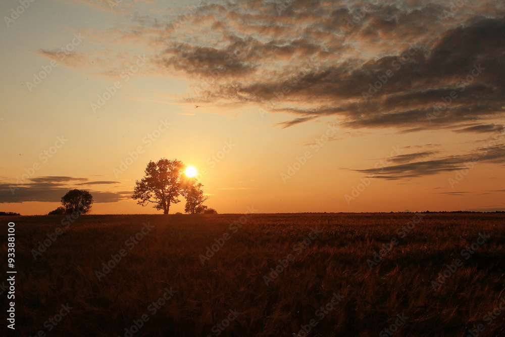 summer landscape with a lone tree at sunset barley field in the village