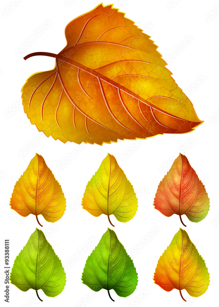 Obraz premium Collection of colorful autumn leaves -- yellow, orange, red leaves, vector elements
